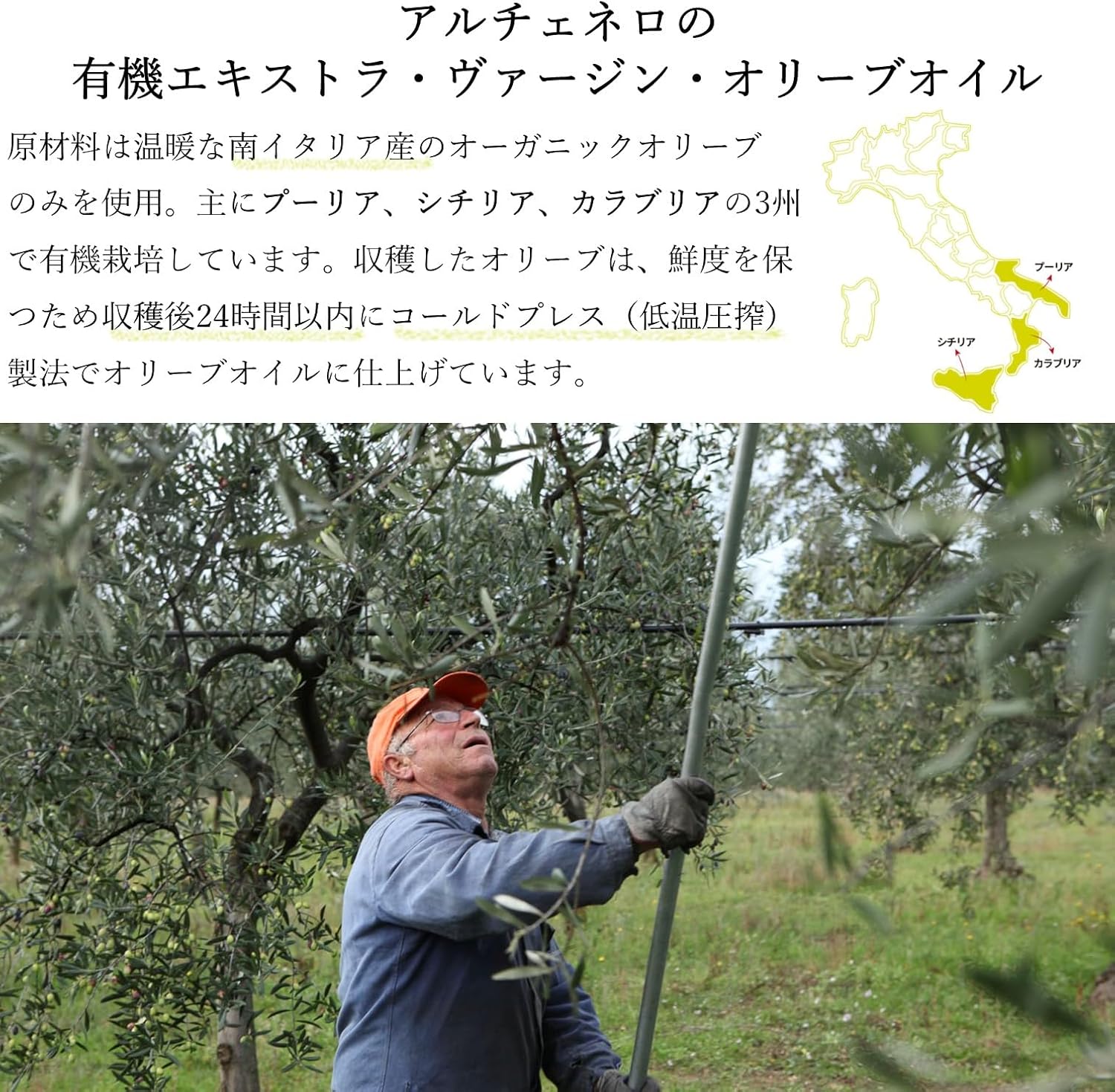 ALCE NERO 有機エキストラバージンオリーブオイル ドルチェ 500ml