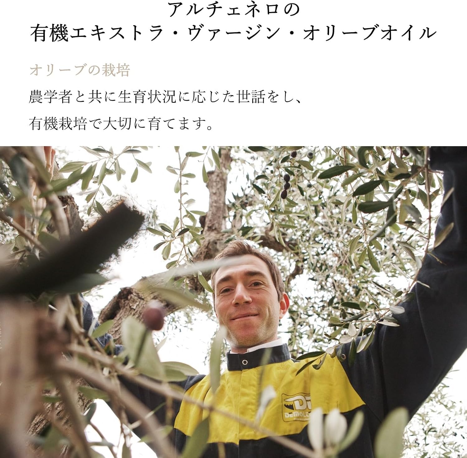 ALCE NERO 有機エキストラバージンオリーブオイル ドルチェ 500ml