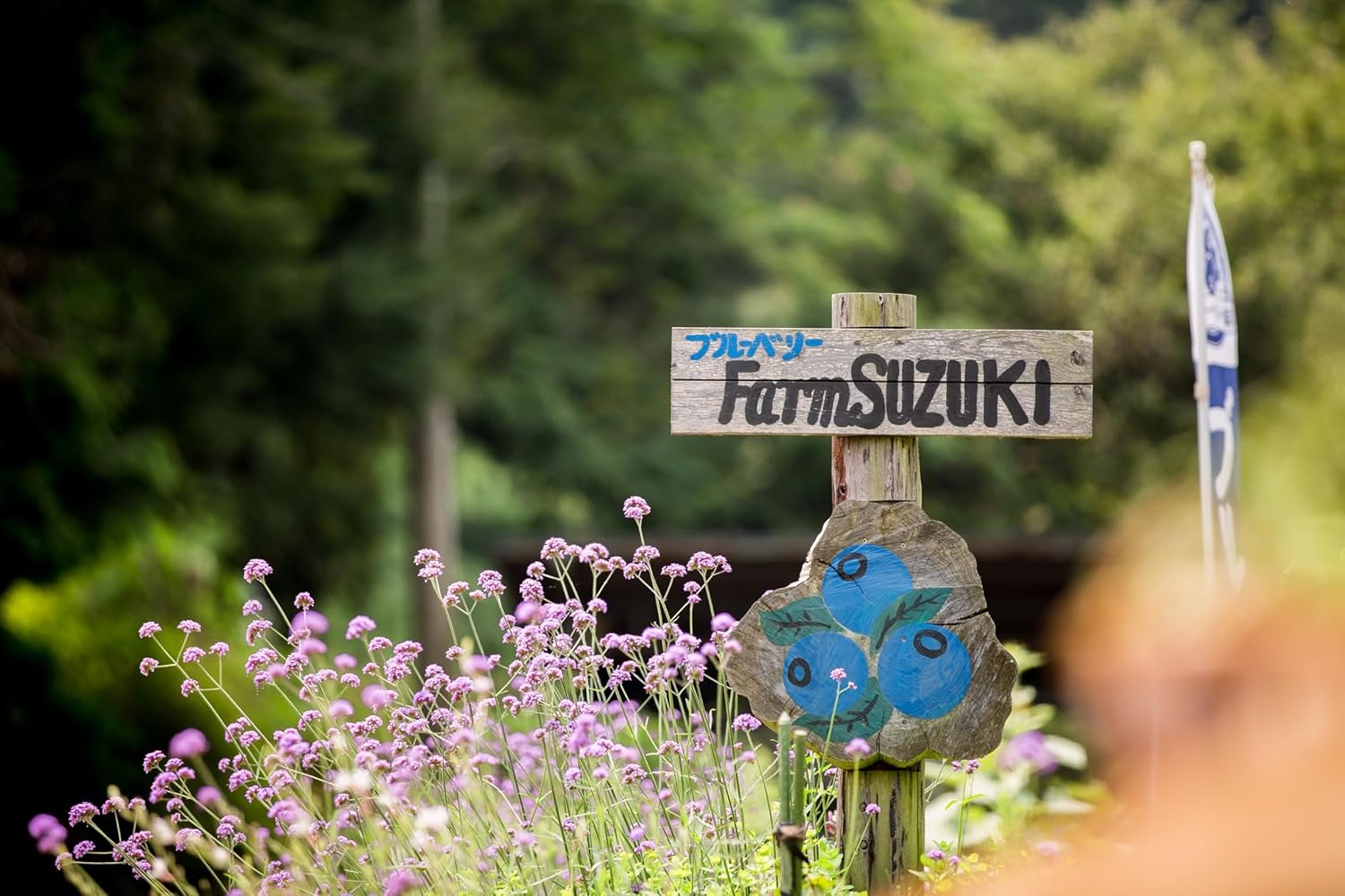 Farm SUZUKI 農薬不使用ブルーベリージャム 310g