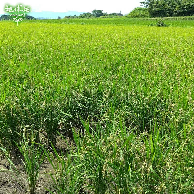 有機赤米 300g（鹿児島県産）