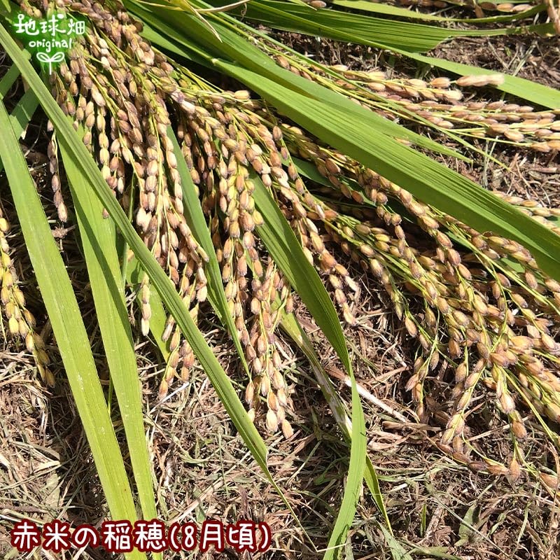 有機赤米 300g（鹿児島県産）