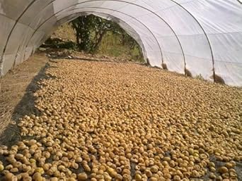 トルコ産オーガニック ひだまりドライいちじく 120g